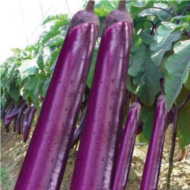 绿霸种苗猎郎三号紫红长茄茄子种子，1000粒