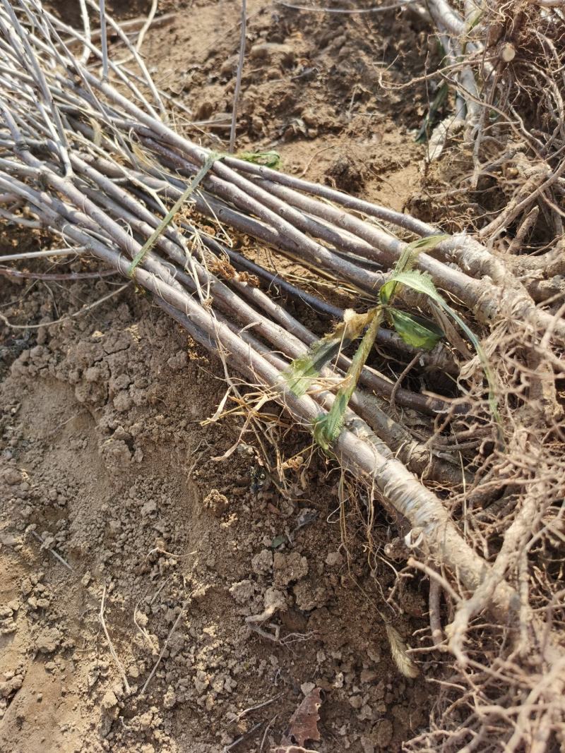 樱桃树苗批发车厘子樱桃树大樱桃红灯樱桃苗基地直发