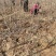 樱桃树苗批发车厘子樱桃树大樱桃红灯樱桃苗基地直发