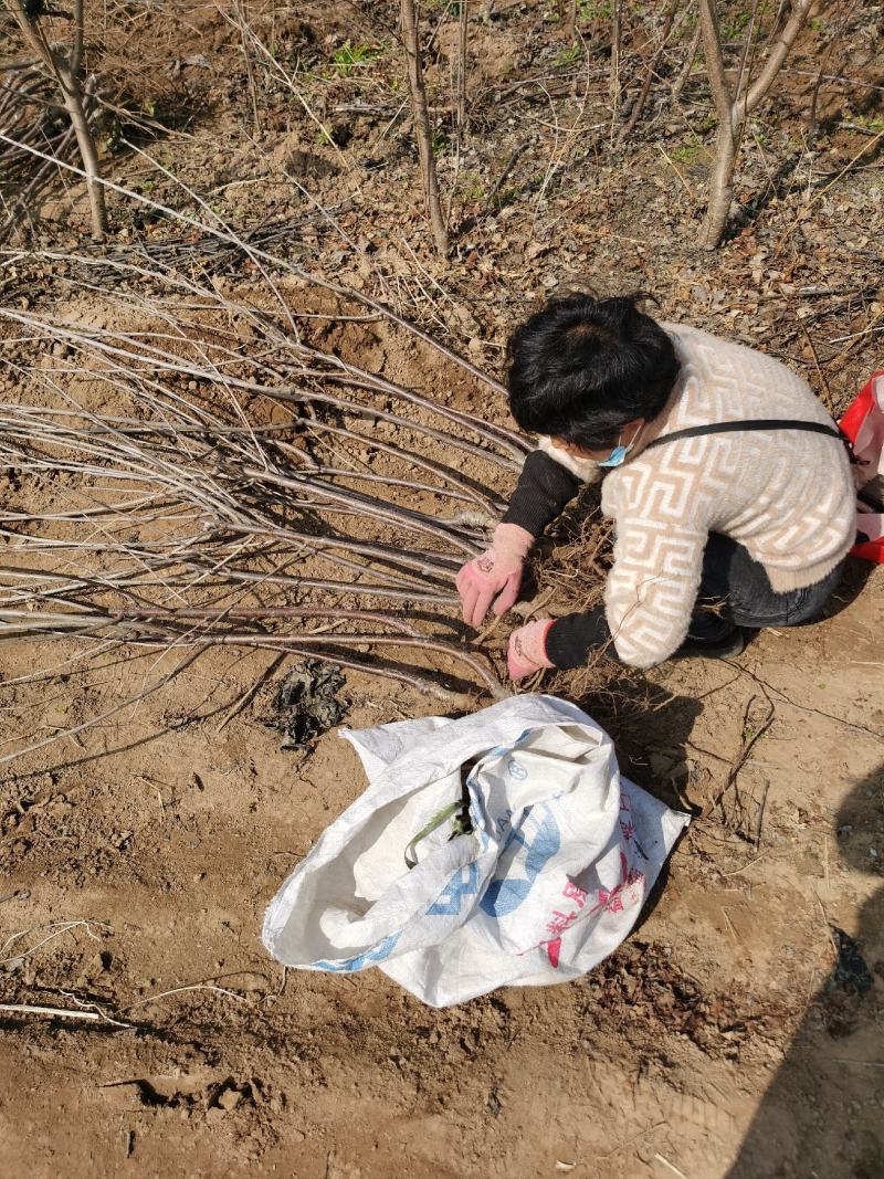 樱桃树苗批发车厘子樱桃树大樱桃红灯樱桃苗基地直发