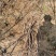 樱桃树苗批发车厘子樱桃树大樱桃红灯樱桃苗基地直发