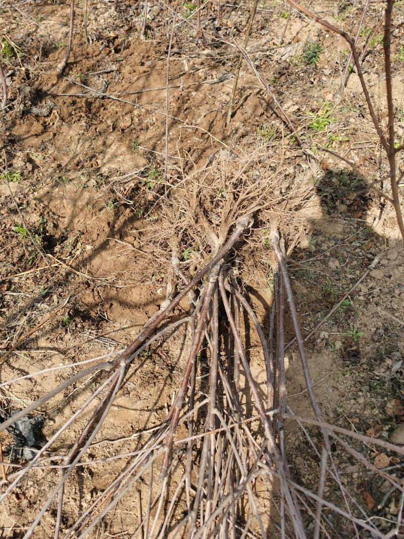 樱桃树苗批发车厘子樱桃树大樱桃红灯樱桃苗基地直发