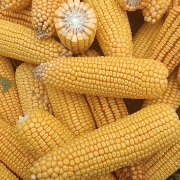 玉米棒子