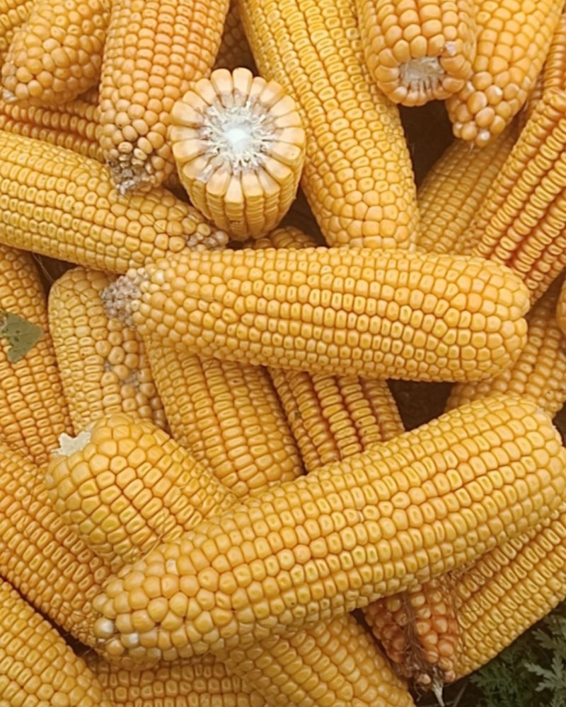 玉米棒子