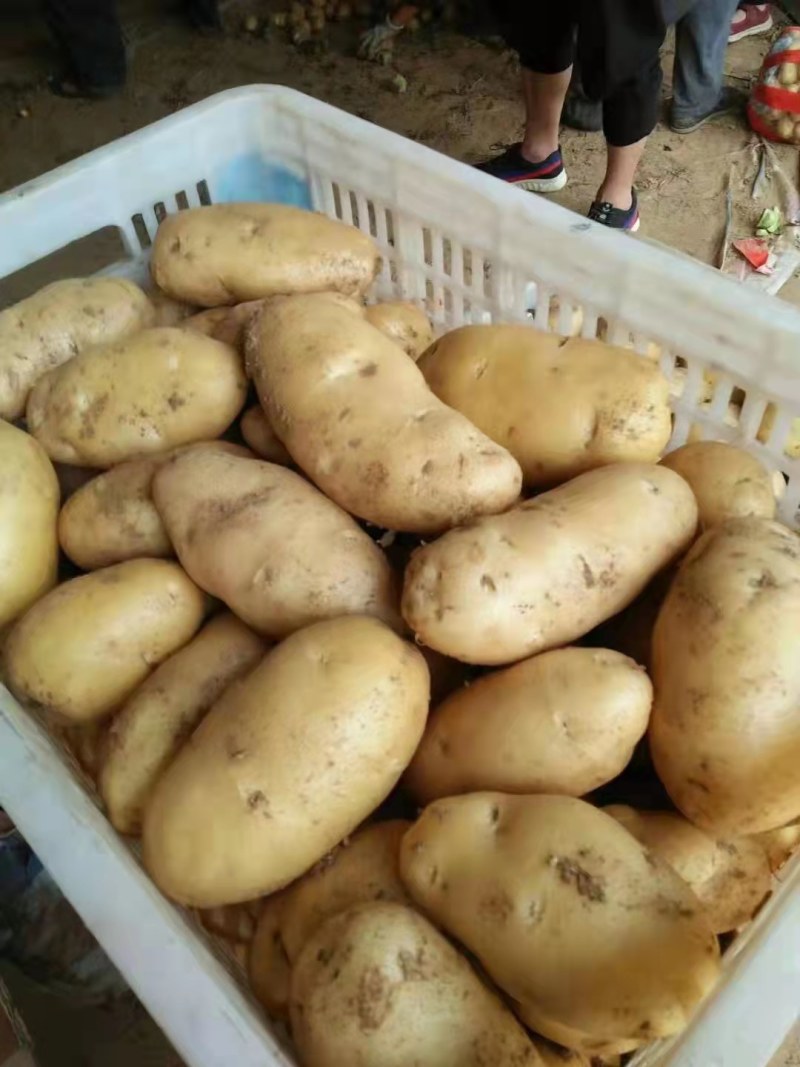 山东冷库荷兰十五土豆，土豆大量现货，货源充足，全国发货