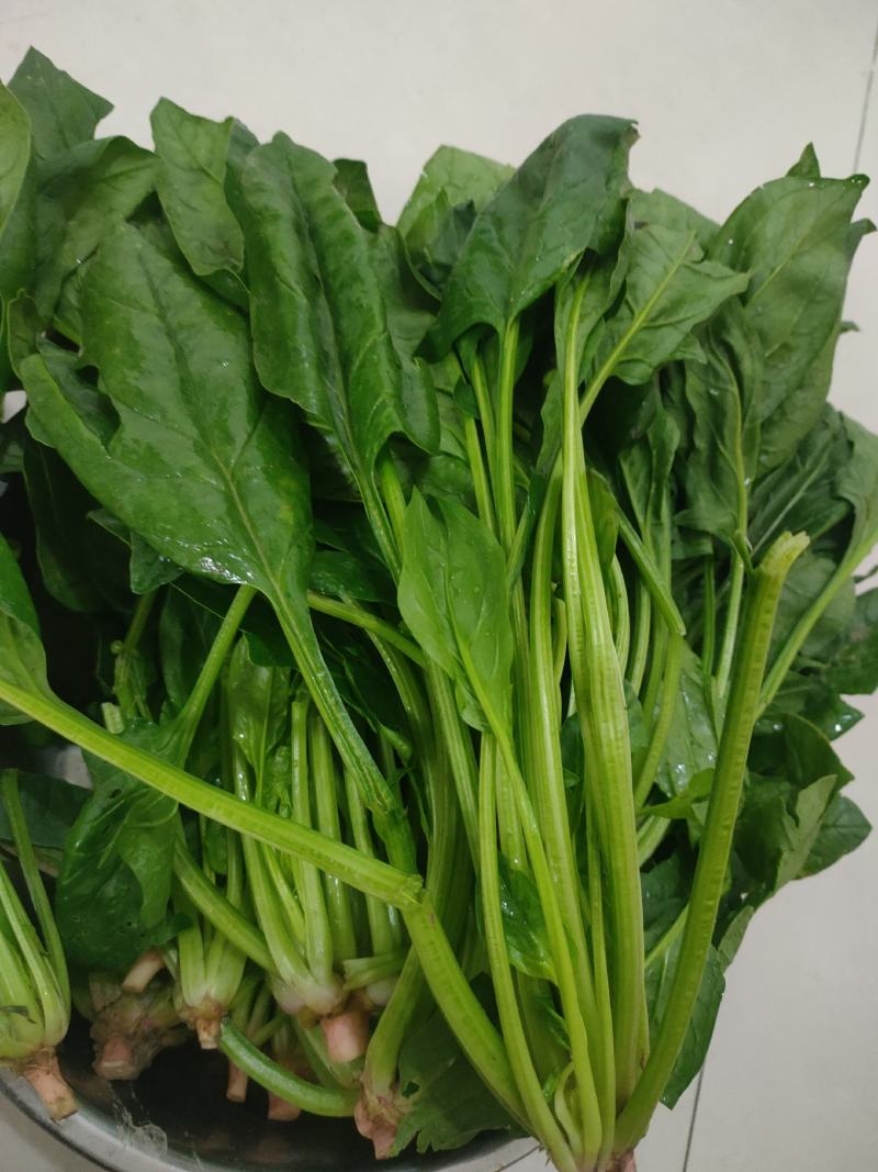 菠菜可以收割！欢迎各地客商前来订购