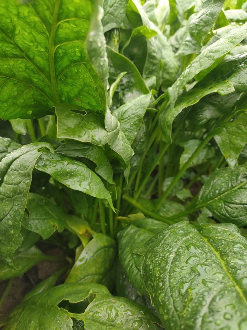 菠菜可以收割！欢迎各地客商前来订购