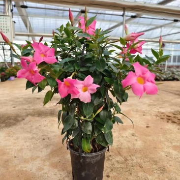 富贵红(双腺藤)160#盆栽绿植花卉高度50左右实拍图
