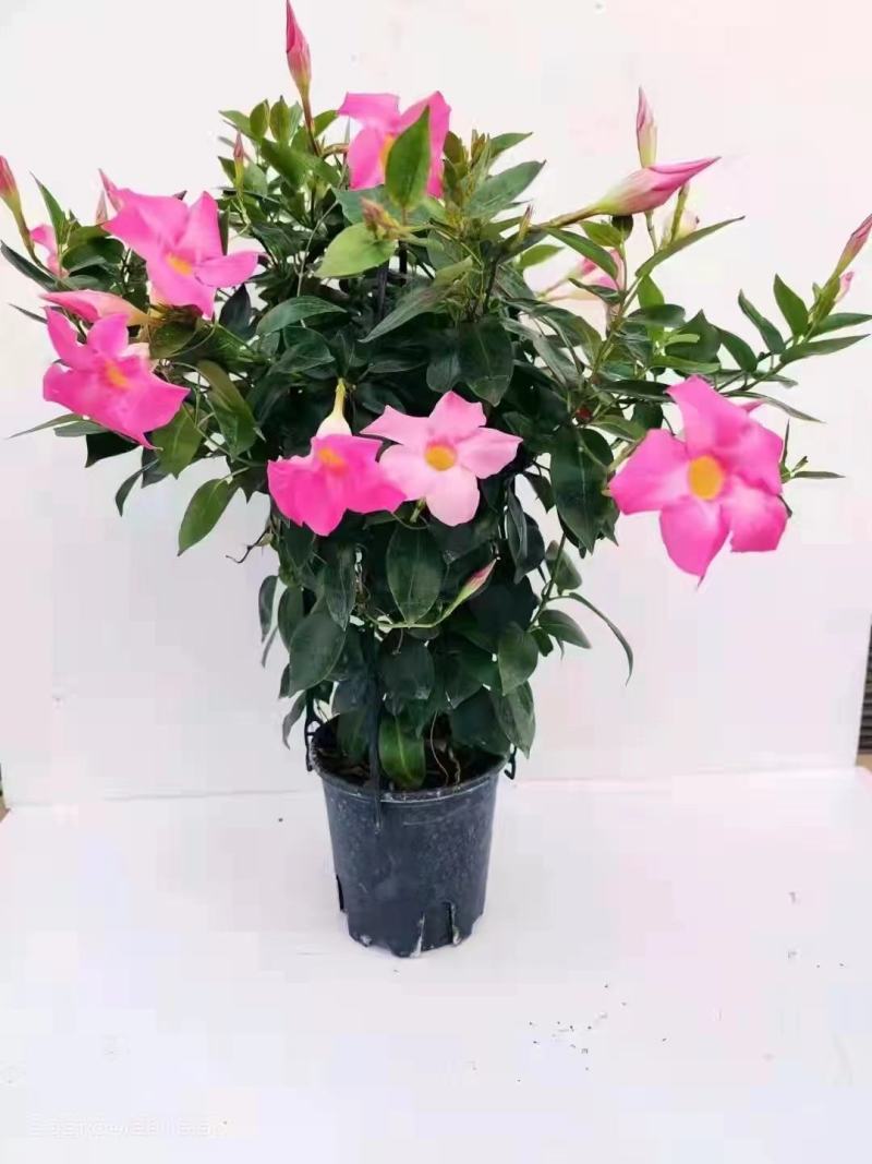 富贵红（双腺藤）160#盆栽绿植花卉高度50左右实拍图