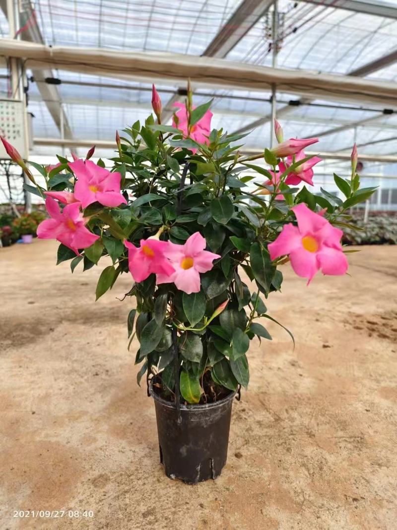 富贵红（双腺藤）160#盆栽绿植花卉高度50左右实拍图
