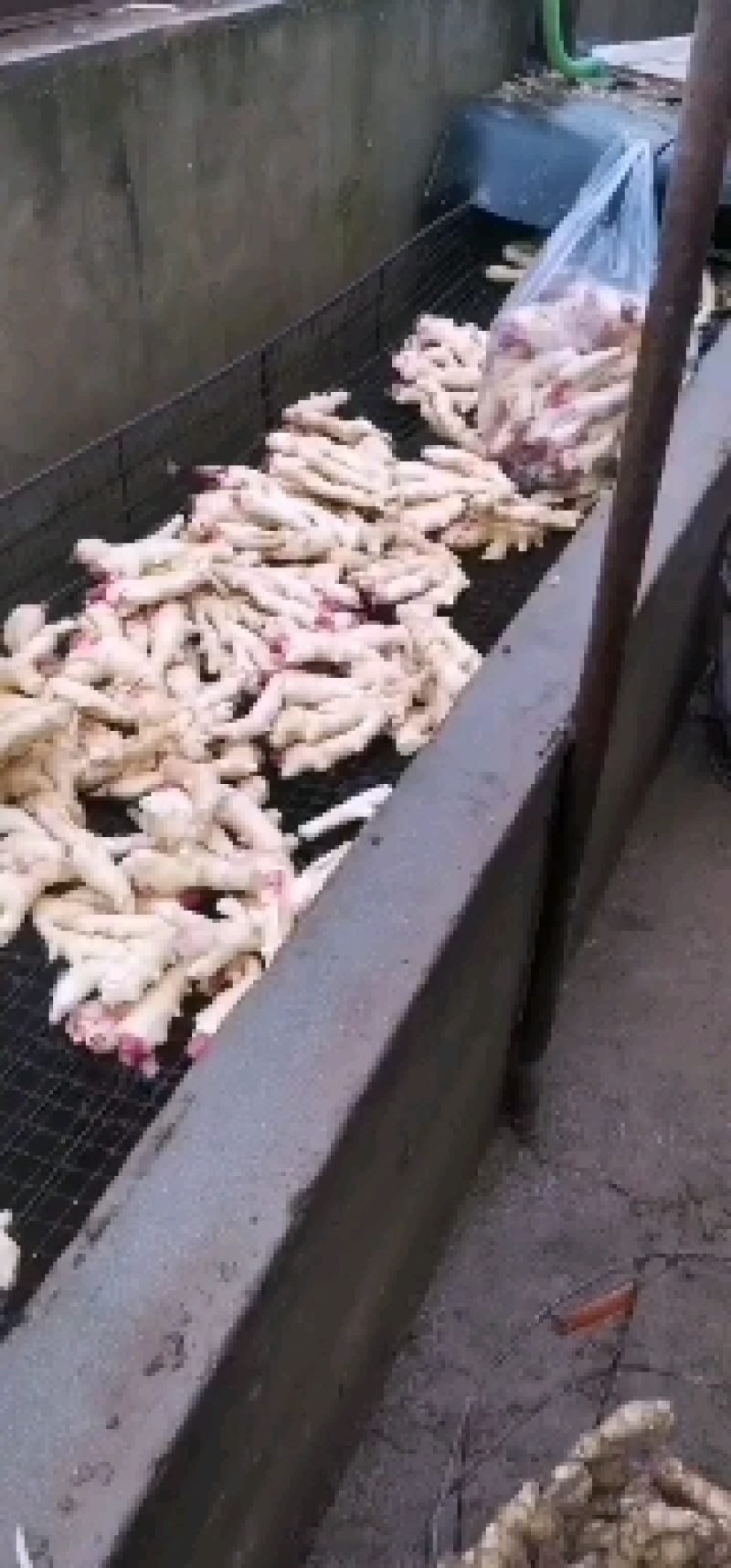 盖县各种新鲜姜大量上市价位美丽专业代办代发