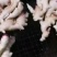 盖县各种新鲜姜大量上市价位美丽专业代办代发