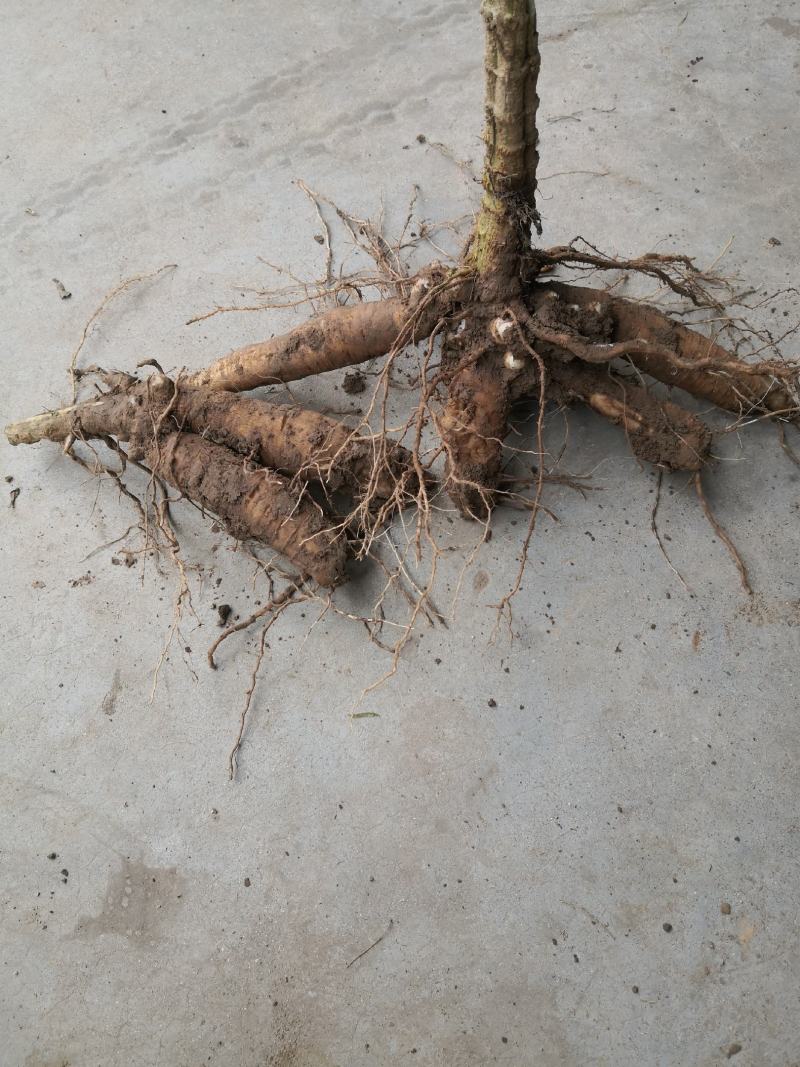 大量收购鲜玄参