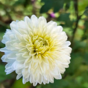 双龙白菊