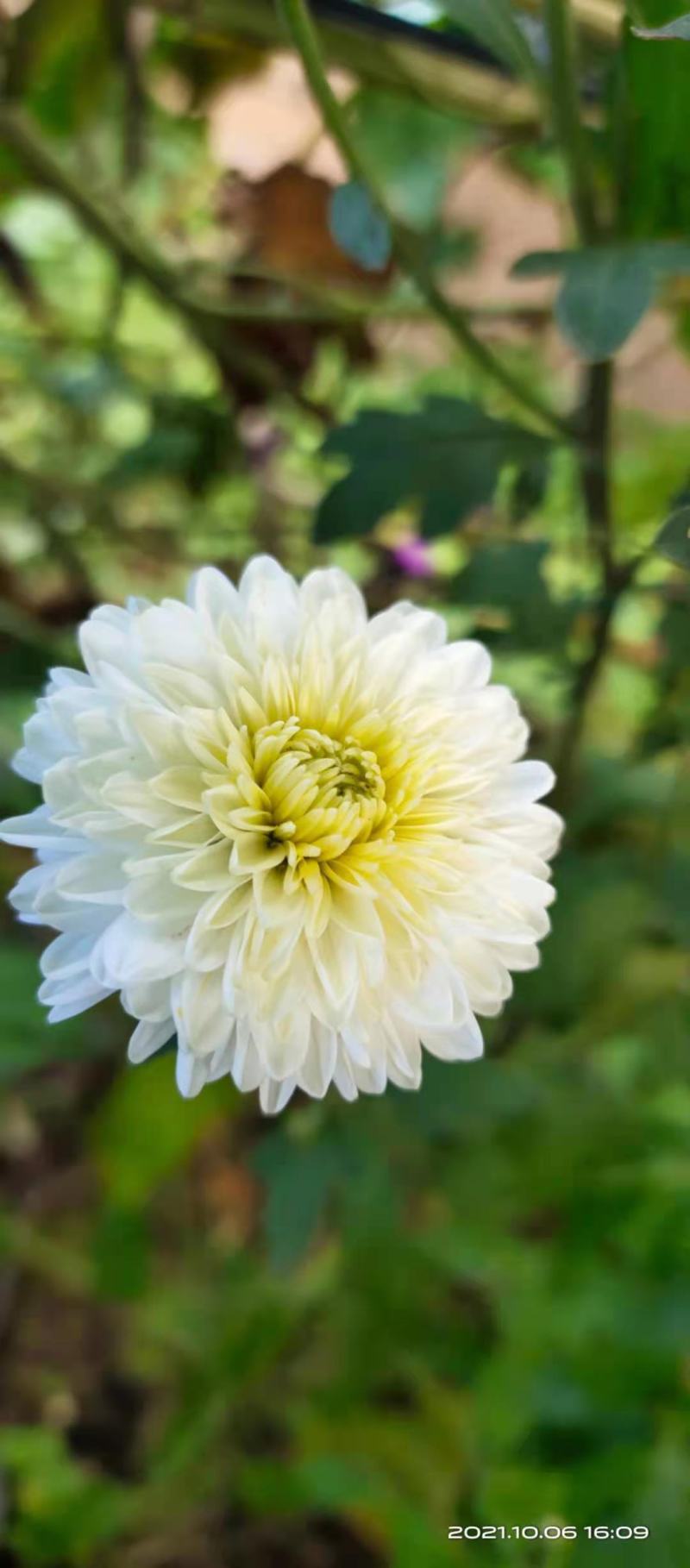 双龙白菊