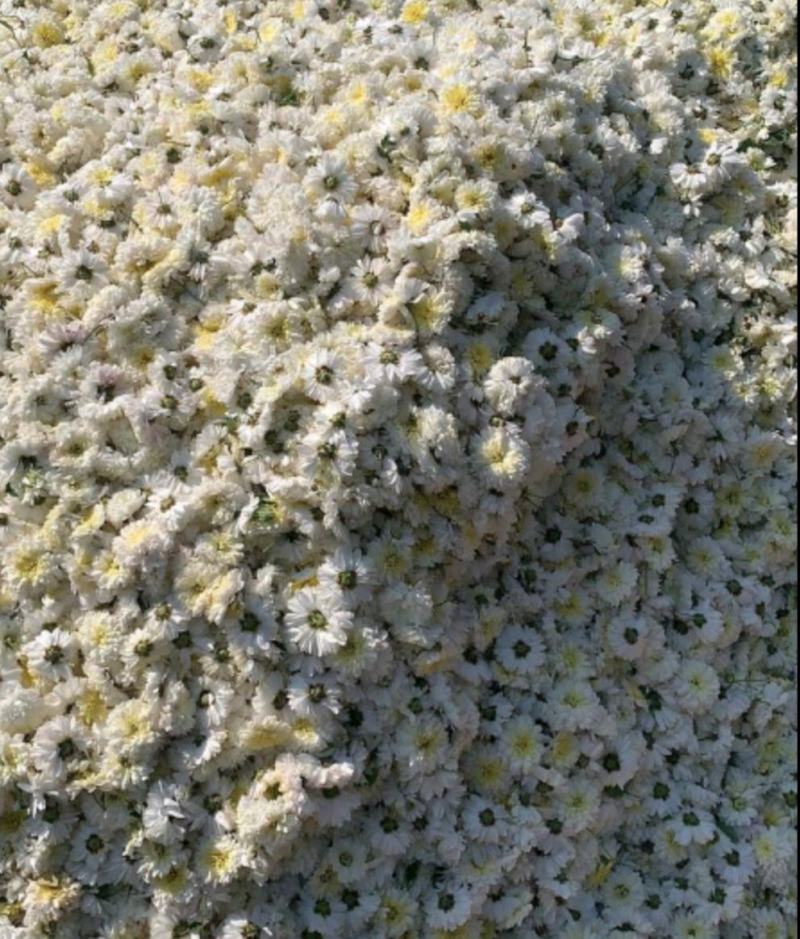 双龙白菊