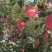陕西洛川红富士苹果纸袋纸袋商品冷库货大量上市