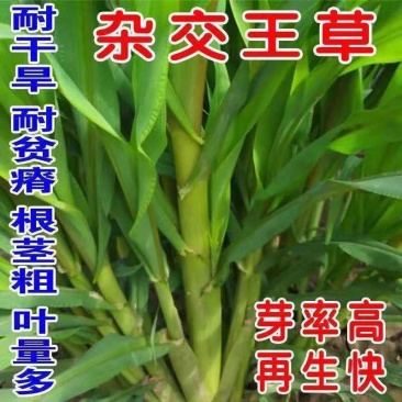 牧草种子多年生四季常青耐寒杂交王草养羊养牛鸡鸭兔高产营养