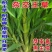 牧草种子多年生四季常青耐寒杂交王草养羊养牛鸡鸭兔高产营养