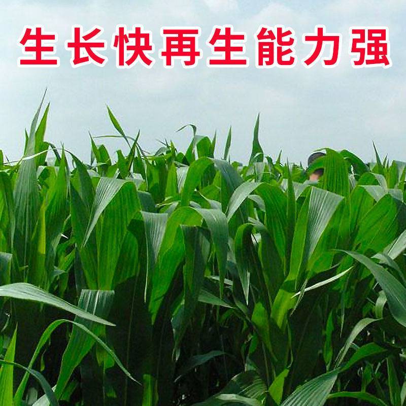 牧草种子多年生四季常青耐寒杂交王草养羊养牛鸡鸭兔高产营养