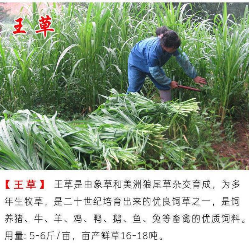 牧草种子多年生四季常青耐寒杂交王草养羊养牛鸡鸭兔高产营养