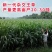 牧草种子多年生四季常青耐寒杂交王草养羊养牛鸡鸭兔高产营养