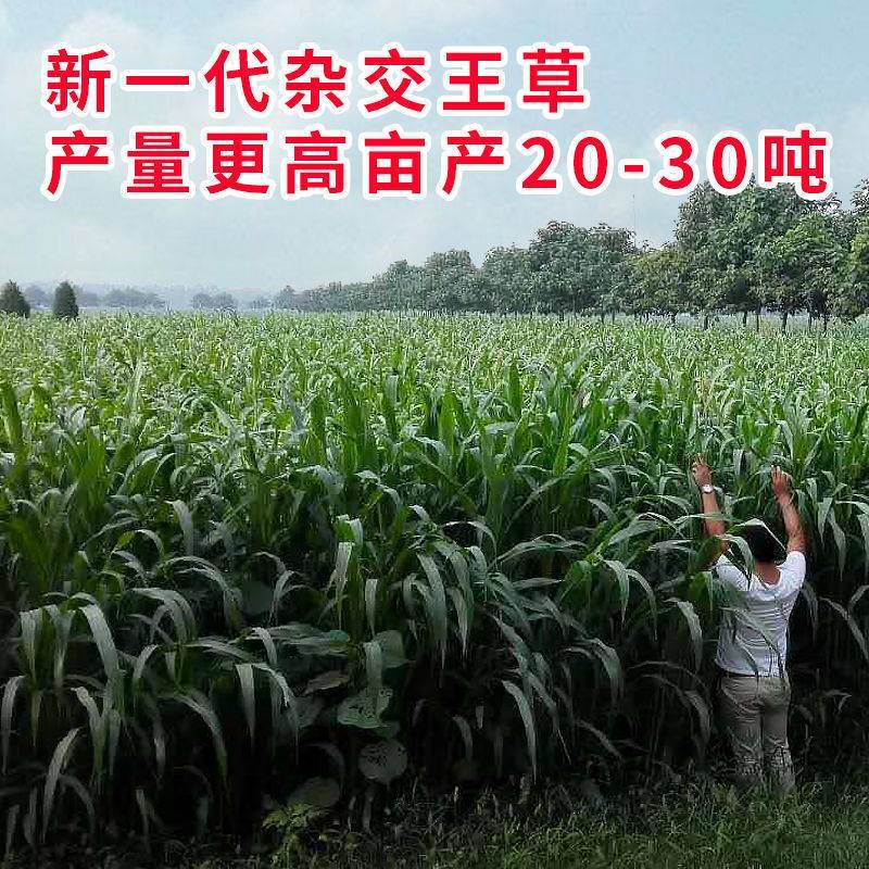 牧草种子多年生四季常青耐寒杂交王草养羊养牛鸡鸭兔高产营养