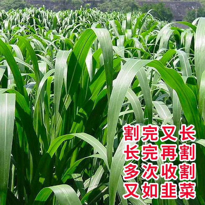 牧草种子多年生四季常青耐寒杂交王草养羊养牛鸡鸭兔高产营养