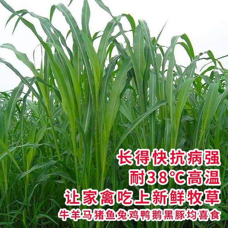 牧草种子多年生四季常青耐寒杂交王草养羊养牛鸡鸭兔高产营养