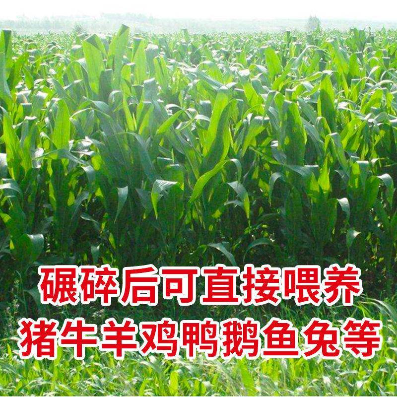 牧草种子多年生四季常青耐寒杂交王草养羊养牛鸡鸭兔高产营养