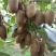 重庆贵州遵义米粮一号翠玉品种猕猴桃批发