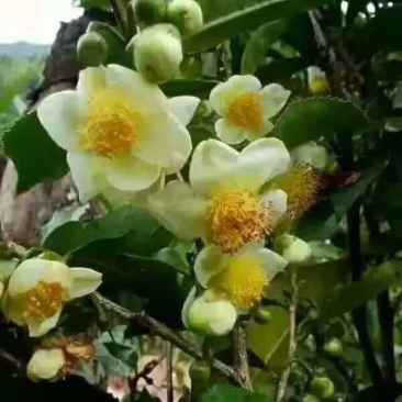 双龙古树茶花