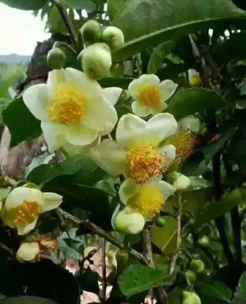 双龙古树茶花