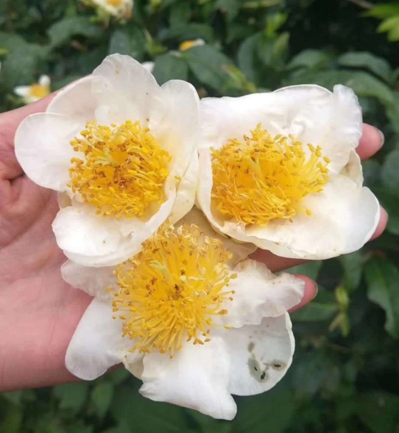 双龙古树茶花