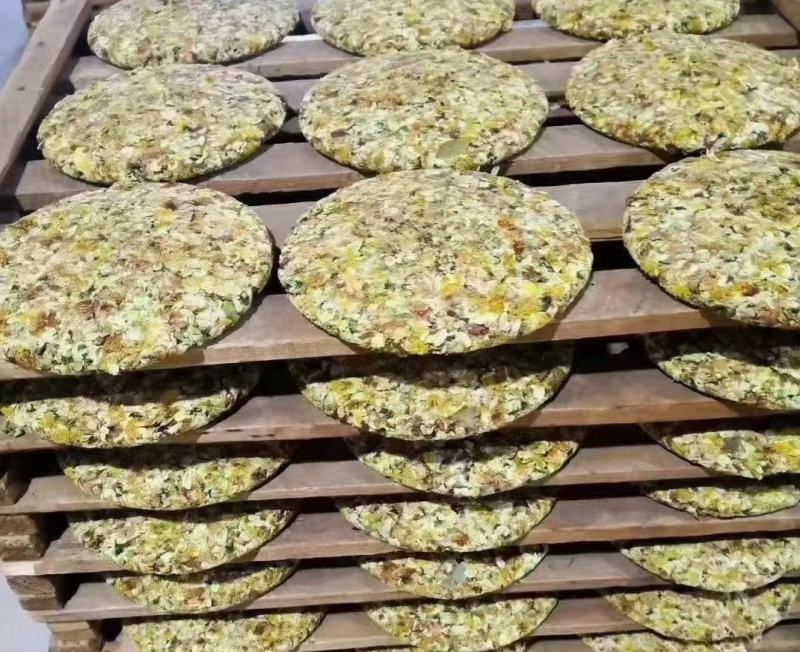 双龙古树茶花