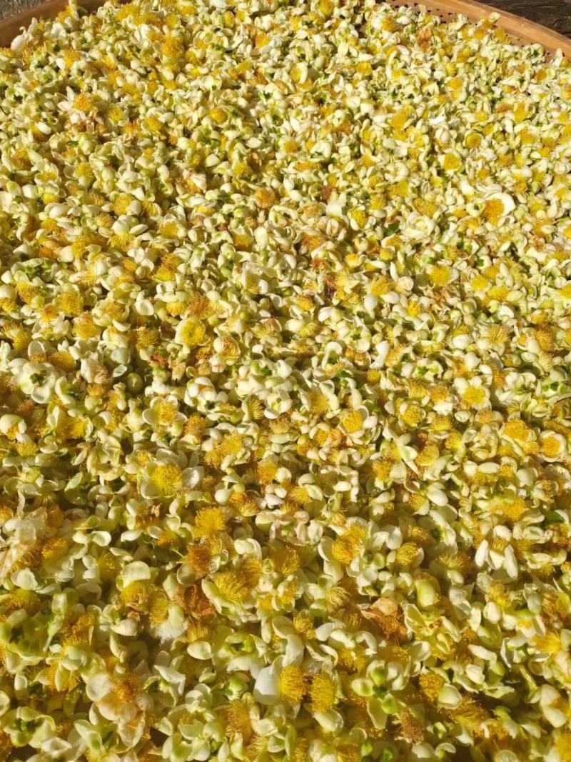 双龙古树茶花
