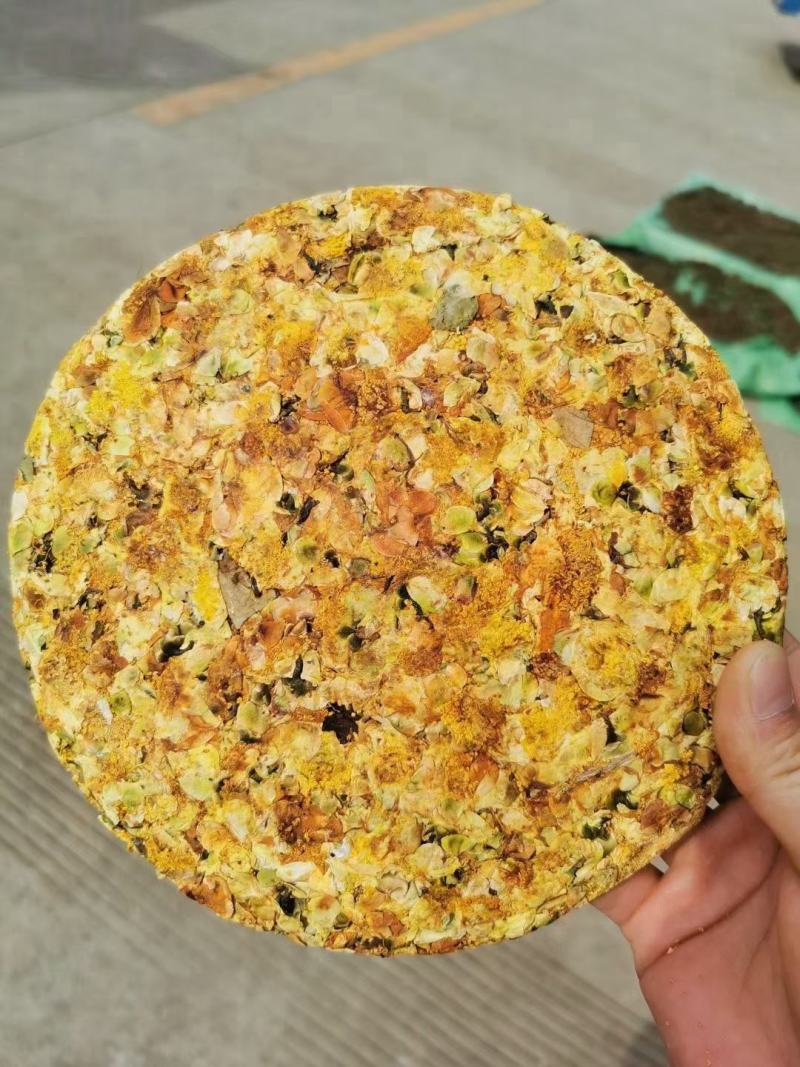 双龙古树茶花