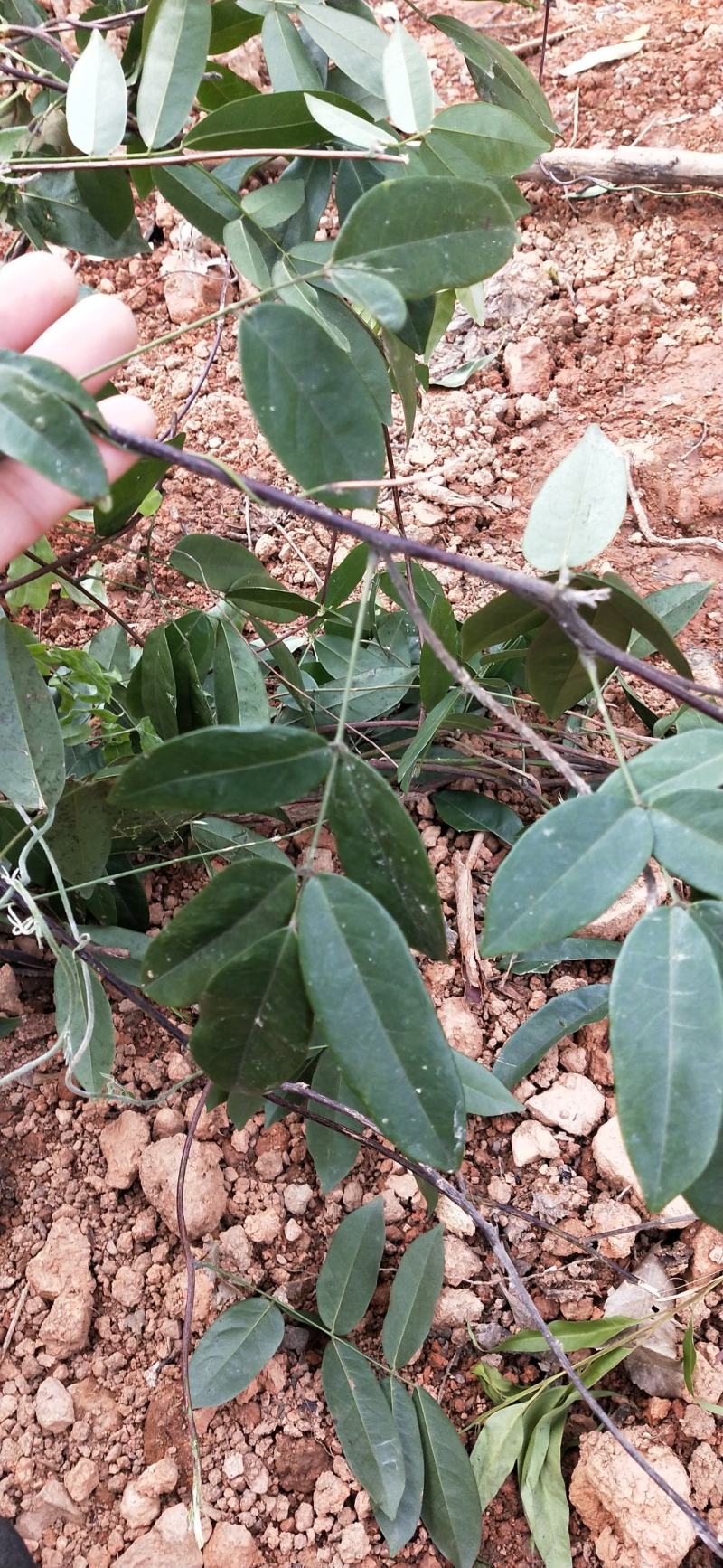 广西金秀大瑶山山咔咔野生牛大力