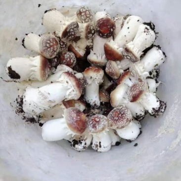 大球盖（赤松茸）栽培种