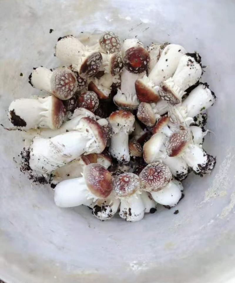 大球盖（赤松茸）栽培种