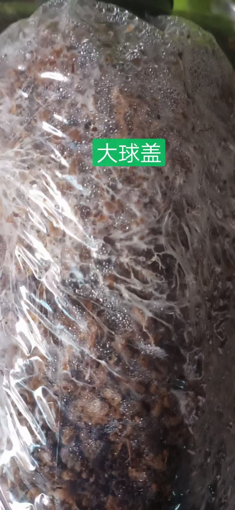 大球盖（赤松茸）栽培种