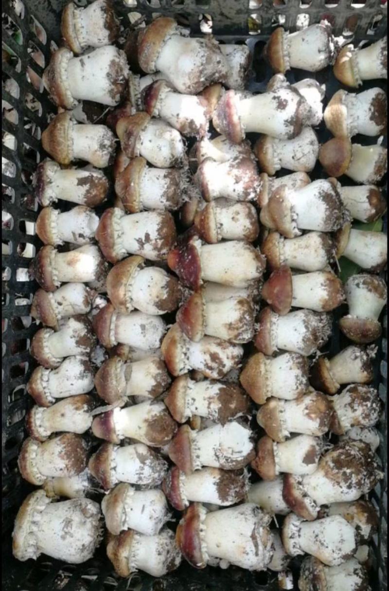 大球盖（赤松茸）栽培种