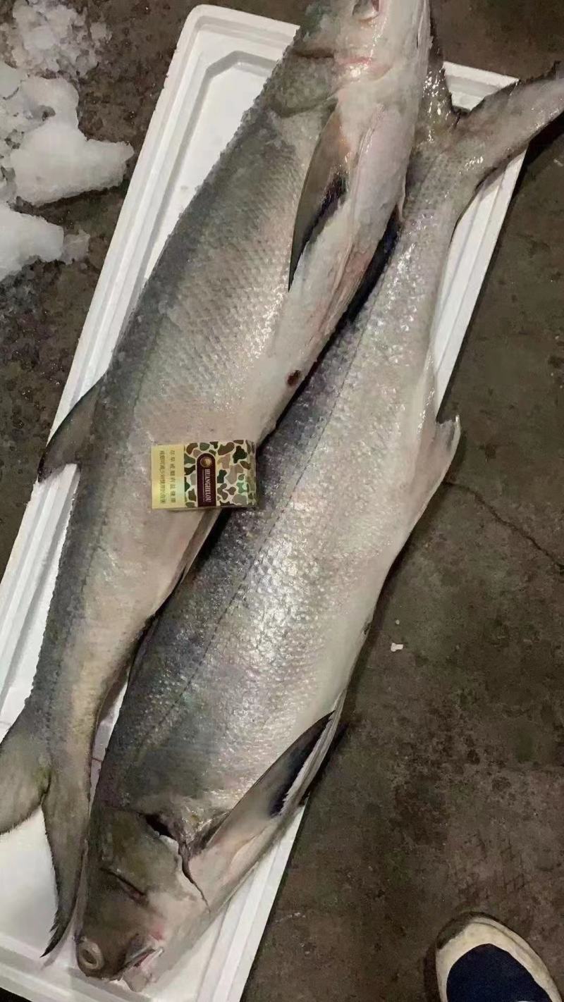 马友鱼