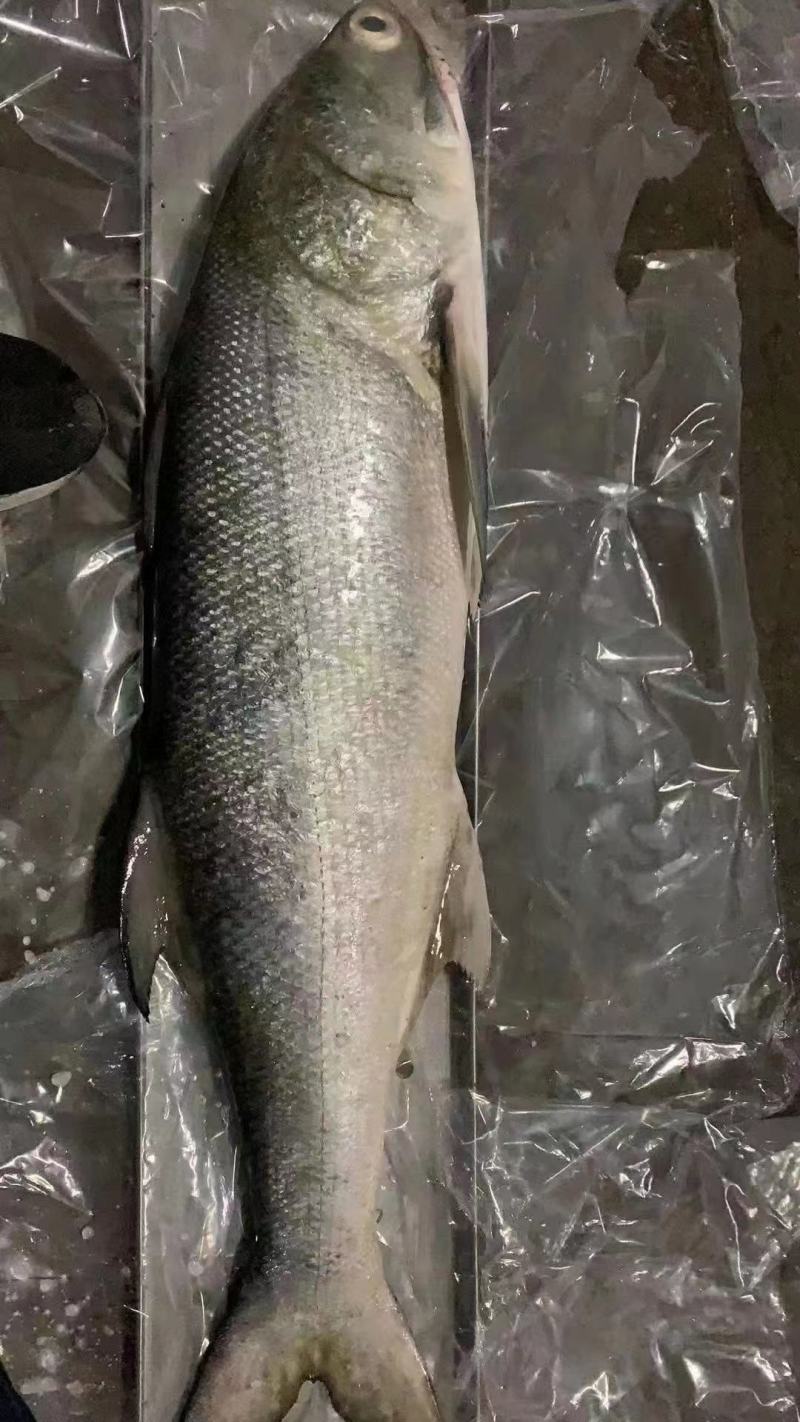 马友鱼