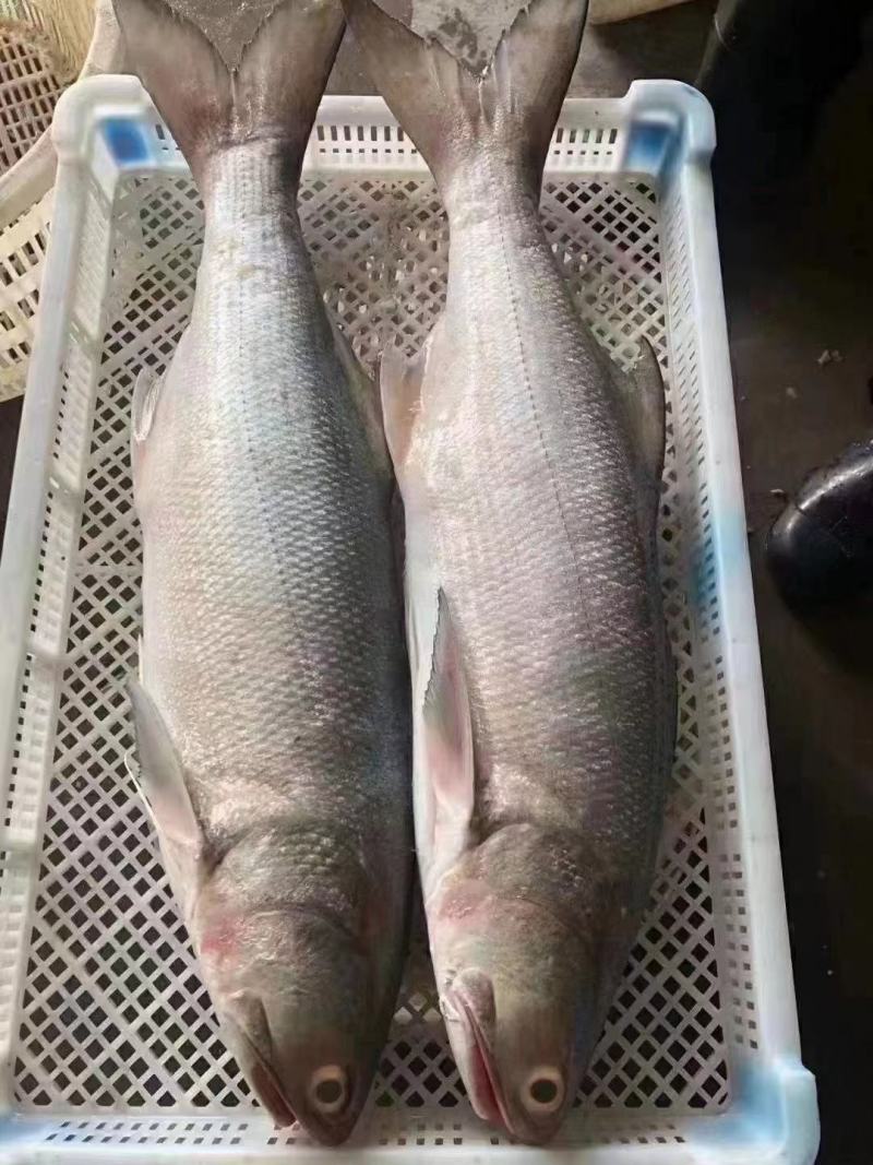 马友鱼