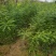 国槐，各种规格的国槐，一公分，三公分，货量大，欢迎定购