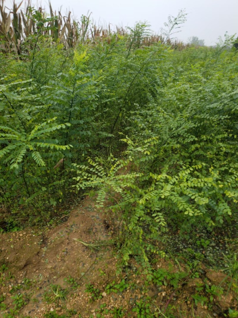 国槐，各种规格的国槐，一公分，三公分，货量大，欢迎定购