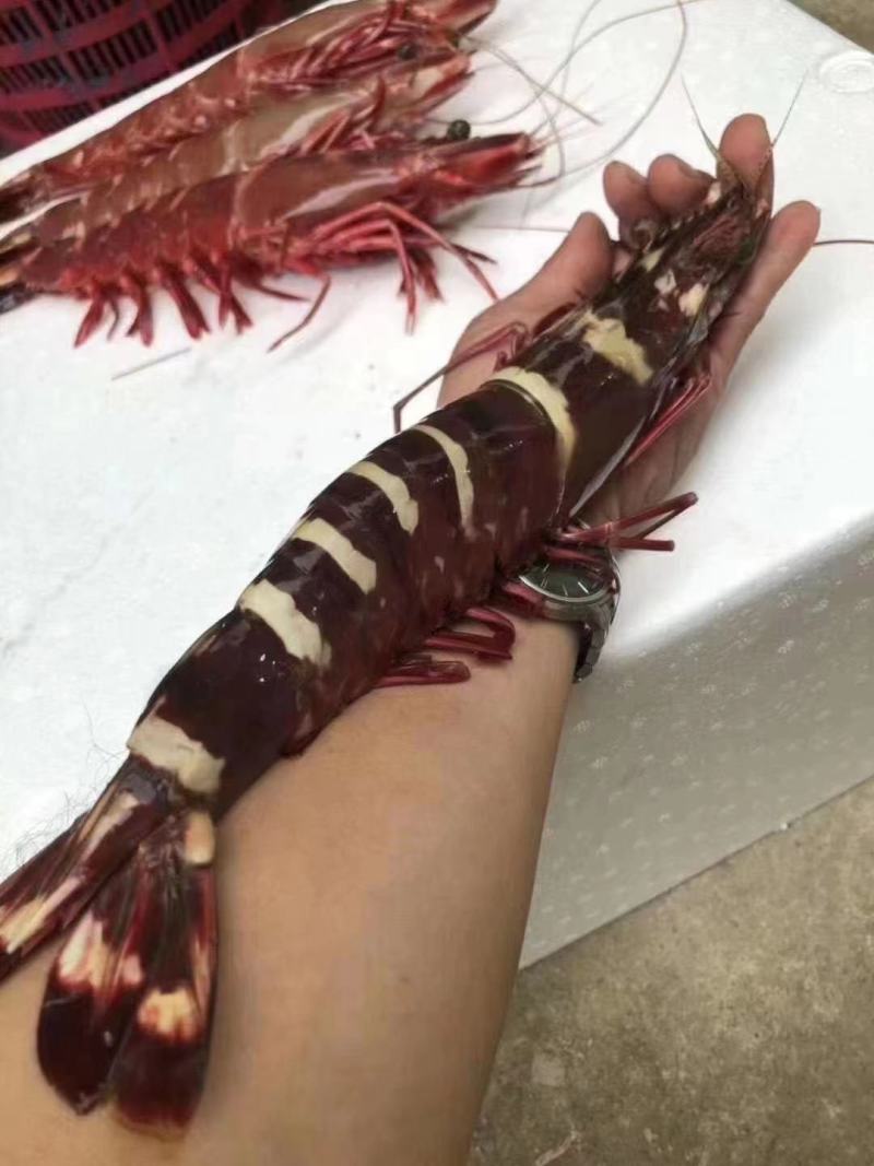 红爪虾
