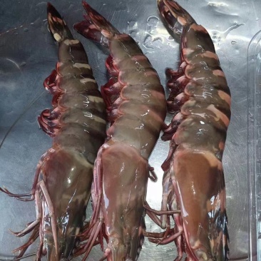 红爪虾