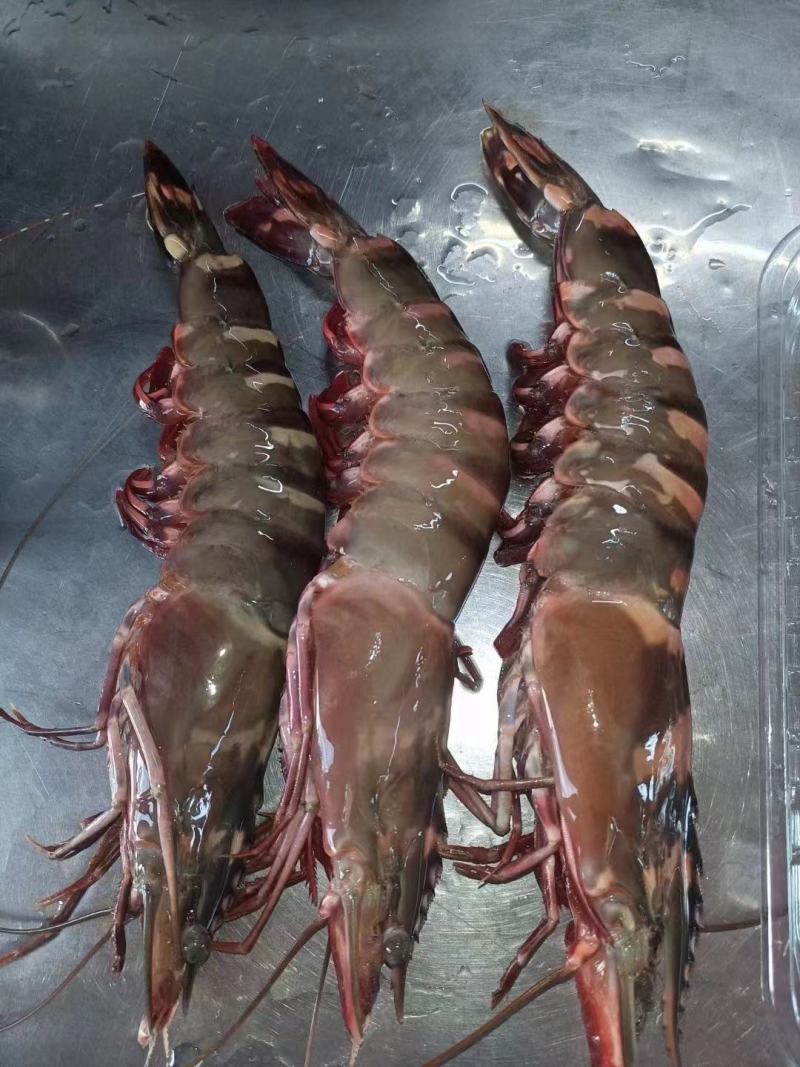 红爪虾